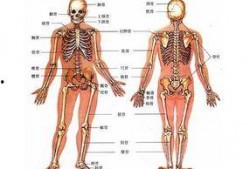 人体模型最新爆料图解,图解人体结构与功能全解析