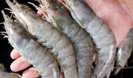 盐冻大虾爆料视频教程,轻松掌握美味海鲜烹饪技巧