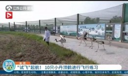 盐城今日爆料新闻视频,视频揭露惊人真相，速看！