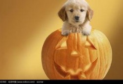 南瓜救狗爆料视频,温情一幕感动网友