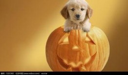 南瓜救狗爆料视频,温情一幕感动网友