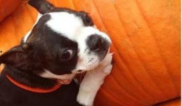 南瓜救狗爆料视频,温情一幕感动网友