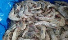 盐冻大虾爆料视频教程,轻松掌握美味海鲜烹饪技巧