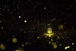 流萤爆料最新消息新闻,最新消息揭示重大新闻事件