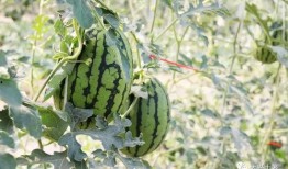 今日吃瓜每日大瓜网红黑料,揭秘吃瓜群众热议的网红黑料大瓜