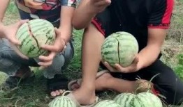 农村美女吃网红瓜,趣味横生的生活瞬间