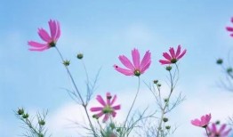 uco花小诗爆料视频,揭秘幕后故事与精彩瞬间