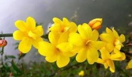 uco花小诗爆料视频,揭秘幕后故事与精彩瞬间